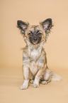 Chihuahua in the studio