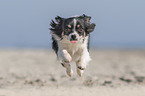 running Chihuahua