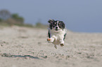 running Chihuahua
