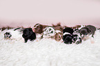 Chihuahua Puppies