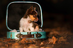 Chihuahua Puppy