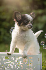 Chihuahua puppy in wooden box