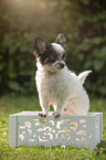 Chihuahua puppy in wooden box
