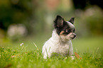 sitting Chihuahua puppy