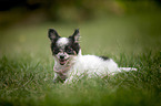 lying Chihuahua puppy