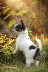 standing Chihuahua puppy
