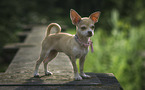 Chihuahua with collar