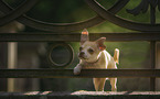 Chihuahua with collar