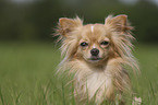 Chihuahua portrait
