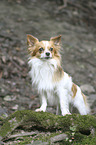 standing Chihuahua