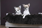 Chihuahua Puppies