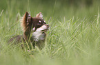 lying Chihuahua