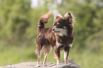 standing Chihuahua