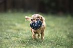 running Chihuahua