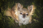 sitting Chihuahua