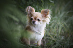 sitting Chihuahua