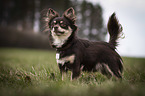 standing Chihuahua