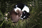 lying Chihuahua puppies