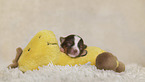 lying Chihuahua puppy