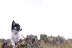 Chihuahua puppy