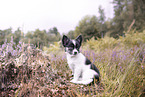 sitting Chihuahua puppy
