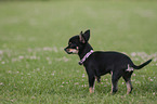 walking Chihuahua