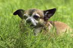 lying Chihuahua