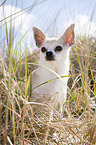 sitting Chihuahua