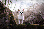 standing Chihuahua
