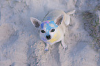 sitting Chihuahua