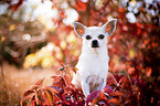 sitting Chihuahua