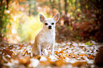 sitting Chihuahua