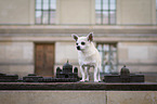 standing Chihuahua