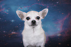Chihuahua portrait