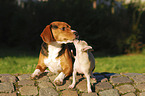 Chihuahua with Beagle