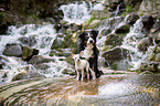 Chihuahua with Entlebucher-Mountain-Dog-Mongrel