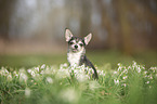 sitting Chihuahua