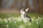 sitting Chihuahua
