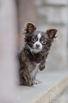 sitting Chihuahua