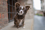 sitting Chihuahua