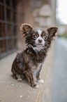 sitting Chihuahua