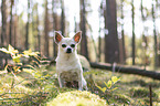 Chihuahua
