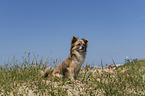 Chihuahua at the beach