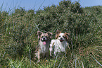 Chihuahuas