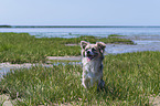 Chihuahua at the beach