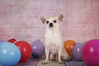 sitting Chihuahua