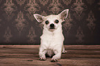 lying Chihuahua