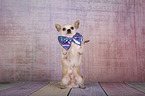 sitting Chihuahua