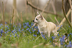 standing Chihuahua