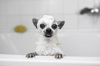 Chihuahua in a bathtub